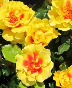 PETERS PERSICA (climber)